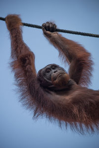 Low angle view of orangutan hanging on rope against clear blue sky