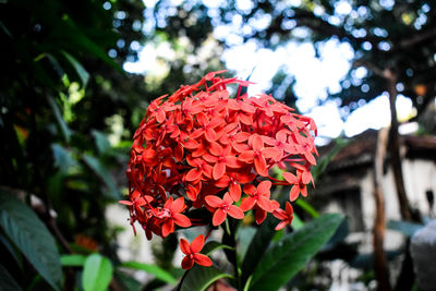 Close-up of red rose flower