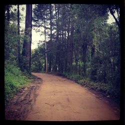 Road passing through forest