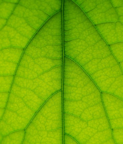 Full frame shot of leaf