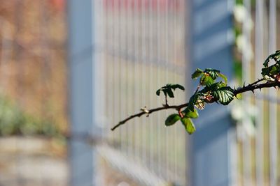 Close-up of plant growing outdoors