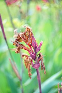 Close-up of insect on flower