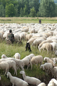 Flock of sheep on field