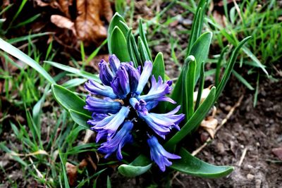 Close-up of purple crocus flowers on field