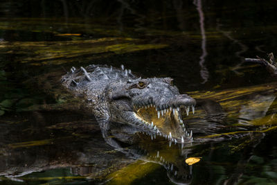 Close-up of duck swimming in river