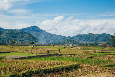 Scenic view of agricultural field against sky