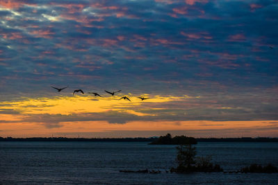 Silhouette birds flying over sea against orange sky