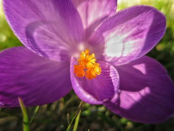 Close-up of purple crocus blooming outdoors