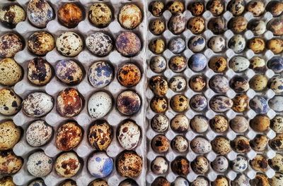 Eggs of the quail