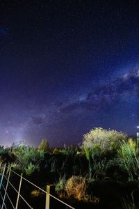 Low angle view of trees against star field at night