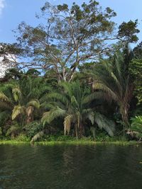 Trees by lake in forest against sky