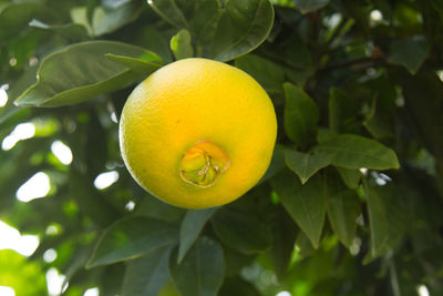 Close-up of lemon growing on tree