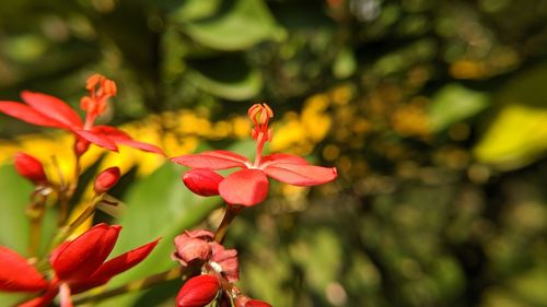 Close-up of red flowering plant
