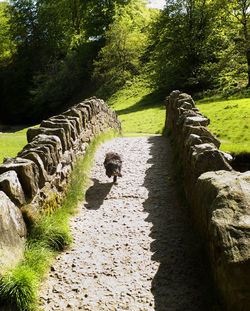 Trees along stone wall