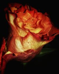 Close-up of rose over black background