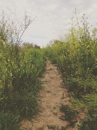 Plants growing on field against sky