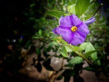 Close-up of purple flower