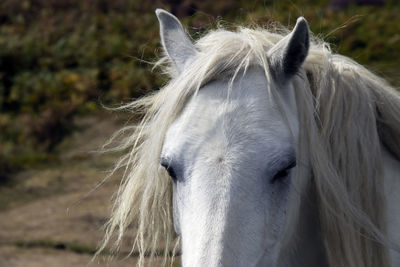 A wild pony on the long mynd near church stretton, shropshire, uk