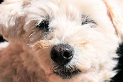 Portrait close-up of dog hannibal