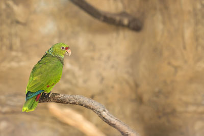 Bird perching on a branch