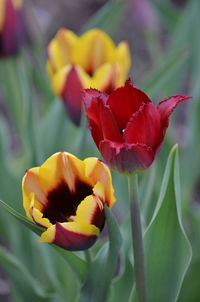 Close-up of yellow tulip