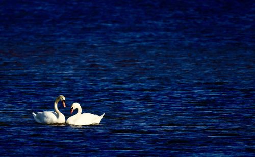 Swans swimming in lake