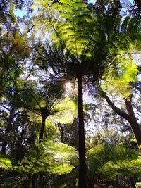 Low angle view of trees in forest