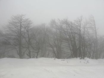 Bare trees on snow covered field during winter