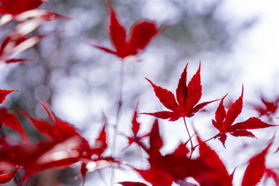 Close-up of maple leaves