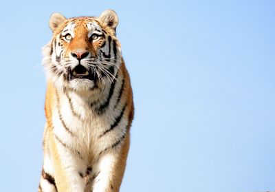 Close-up of tiger against clear sky