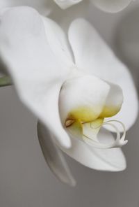 Close-up of white rose flower