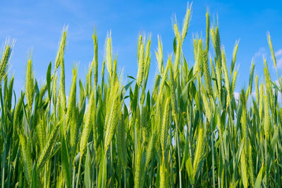 Cultivated wheat field and ears of wheat photographed up close.