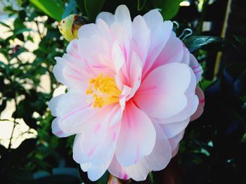 Close-up of pink flower