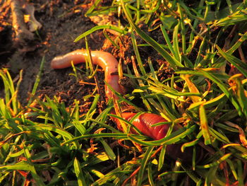 Close-up of mushroom in grass