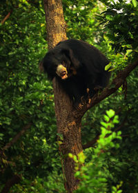 Monkey sitting on tree trunk