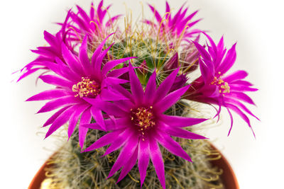 Close-up of pink flower over white background