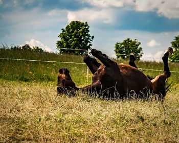 Cows in a field