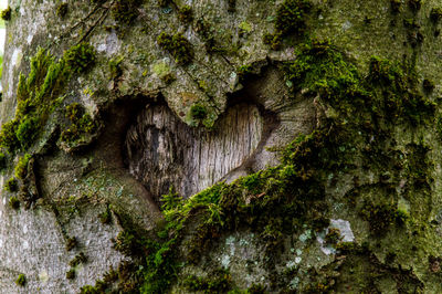 Close-up of moss growing on rock