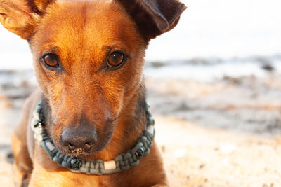 Close-up portrait of dog on beach