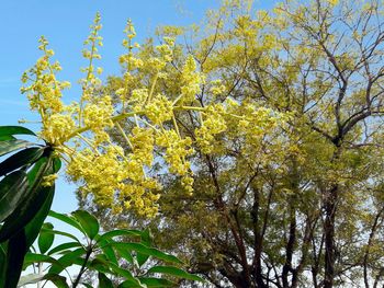 Low angle view of tree against blue sky