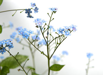 Close-up of white flowering plant