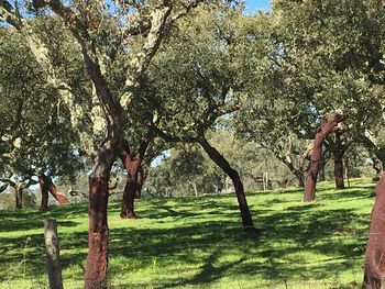 Trees on field against sky