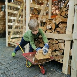 A blond boy is loading firewood on a wheelbarrow