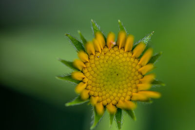 Close-up of yellow flower