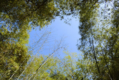 Low angle view of trees against sky