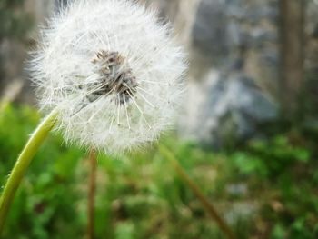 Close-up of dandelion