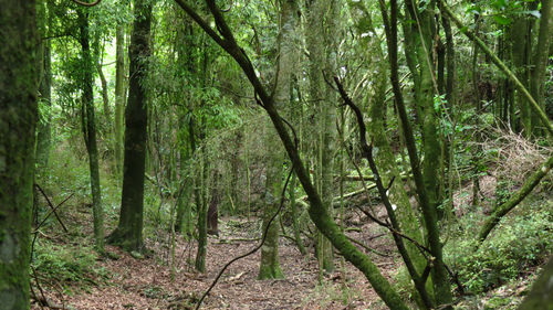 View of trees in forest