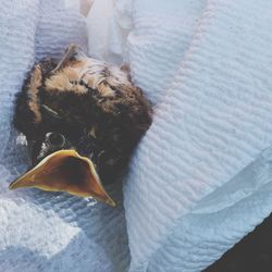 High angle view of young bird on paper