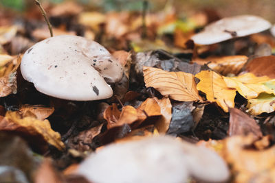 Close-up of mushrooms on dry leaves