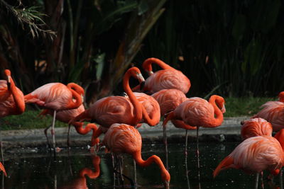 View of birds in lake